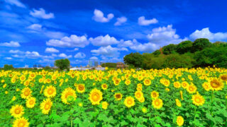 夏季休業のお知らせ